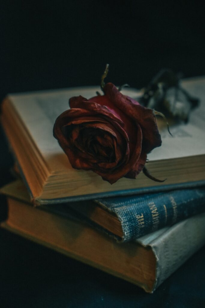 red rose on book page