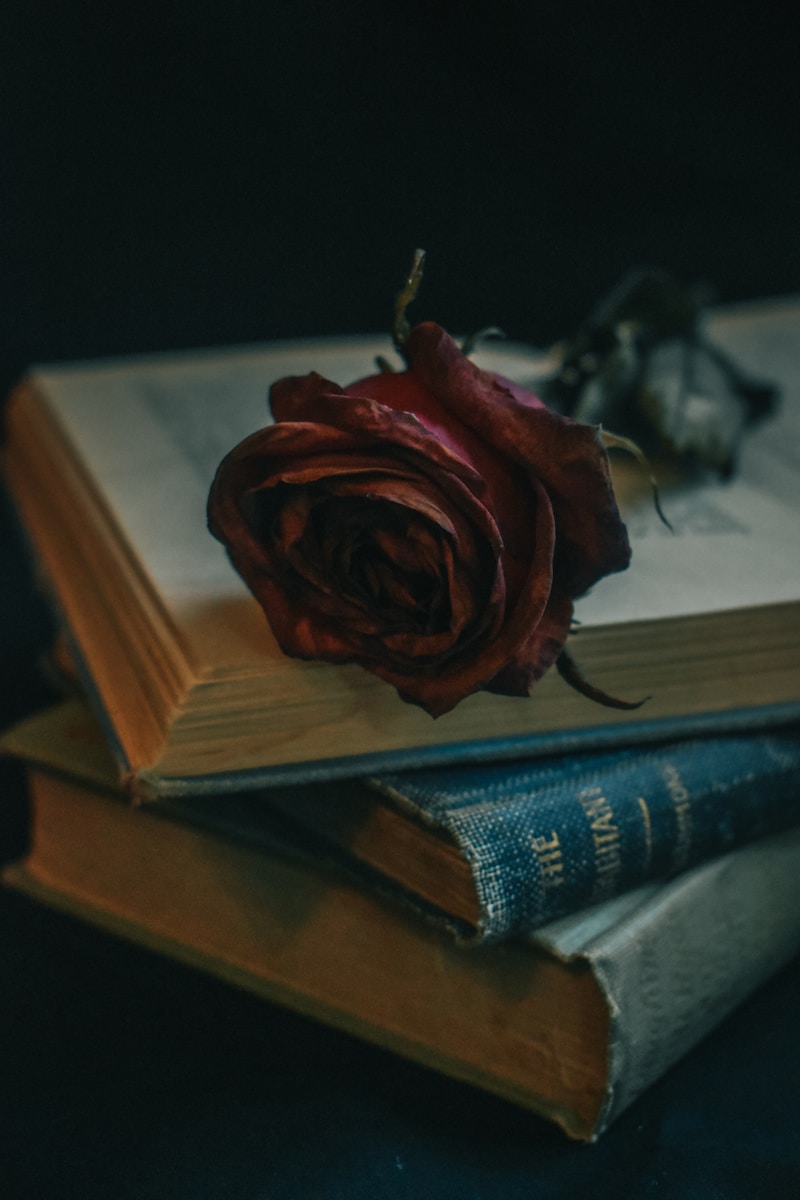 red rose on book page